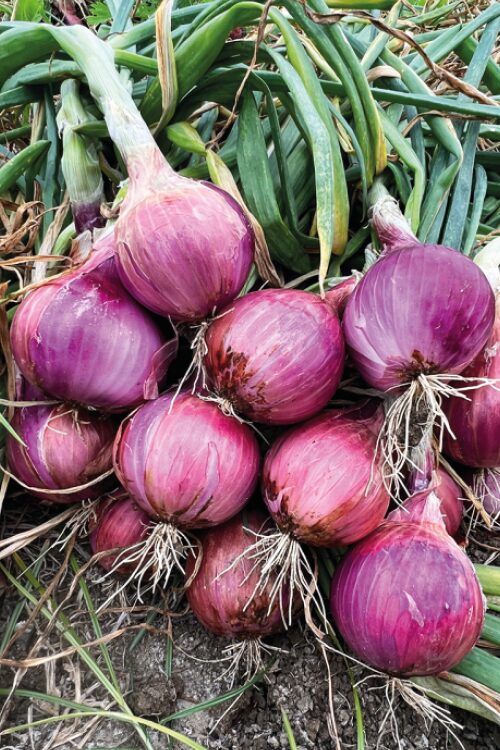 PANTERA ROSA - Image 2