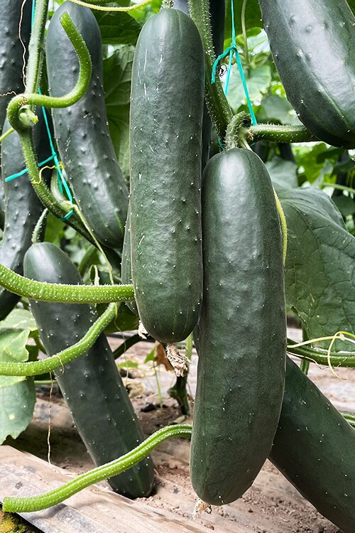 Pepino Rocco F1