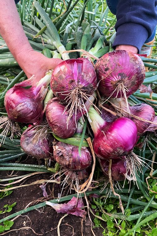 SUPER MISS SCARLET F1 - Image 2